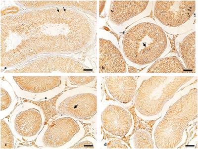 Orexin A-Mediated Modulation of Reproductive Activities in Testis of Normal and Cryptorchid Dogs: Possible Model for Studying Relationships Between Energy Metabolism and Reproductive Control